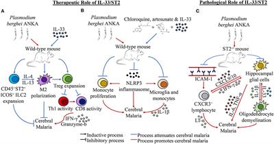 The IL-33/ST2 Axis in Immune Responses Against Parasitic Disease: Potential Therapeutic Applications